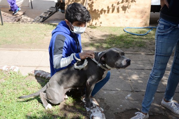 Mascotas Saludables lleva 78 operativos y cerca de 20 mil atenciones veterinarias