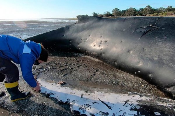 Un ejemplar de ballena yubarta murió varado y piden a la población que no se acerque