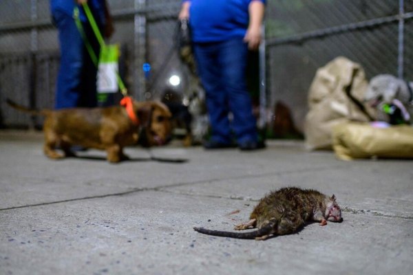 Nueva York, afectada por un brote de leptospirosis, una enfermedad relacionada con las ratas