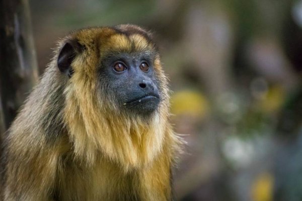 Rescatan mono carayá en el barrio Sapucay