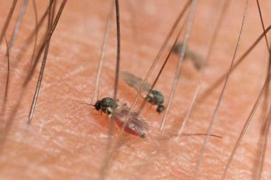 Invasión de jejenes y mosquitos provoca molestias al aire libre