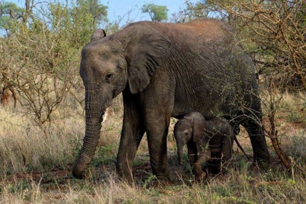 Un elefante mató a un cazador furtivo en un parque nacional