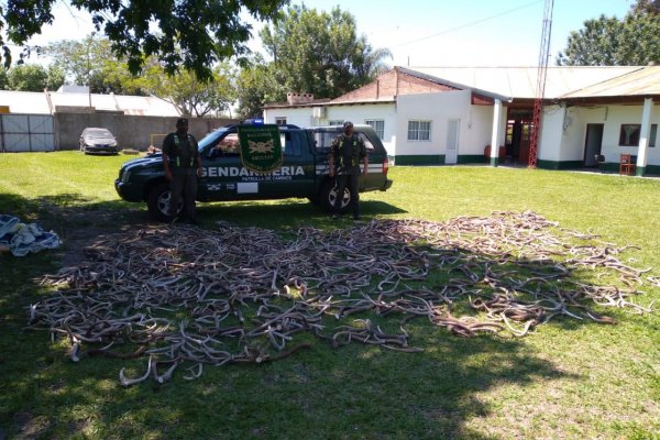 Corrientes: Transportaba más de 430 kilos de astas de ciervo axis