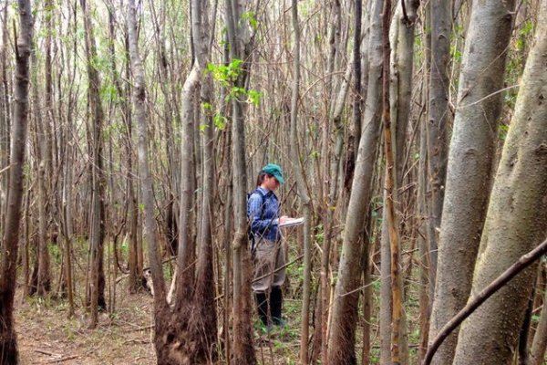 Establecen pautas para la conservación de los bosques subtropicales y fluviales de Corrientes