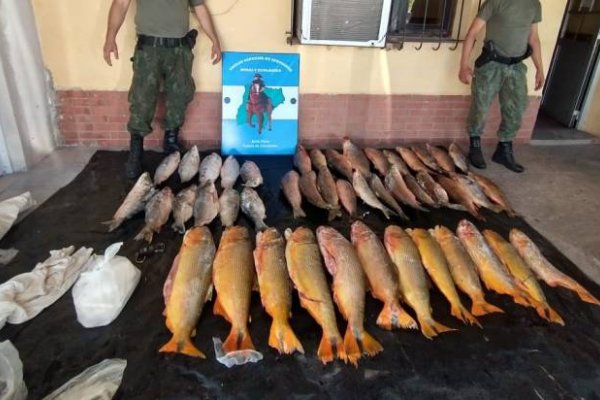 Depredación: Incautaron gran cantidad de pescados en Bella Vista