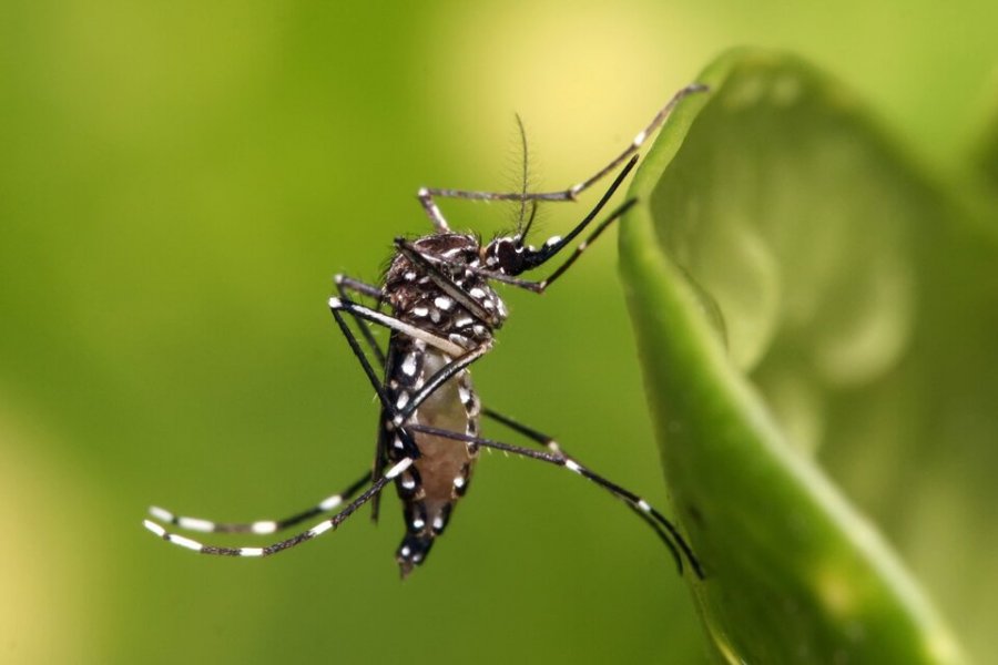 La Anmat estudia una vacuna japonesa contra el dengue