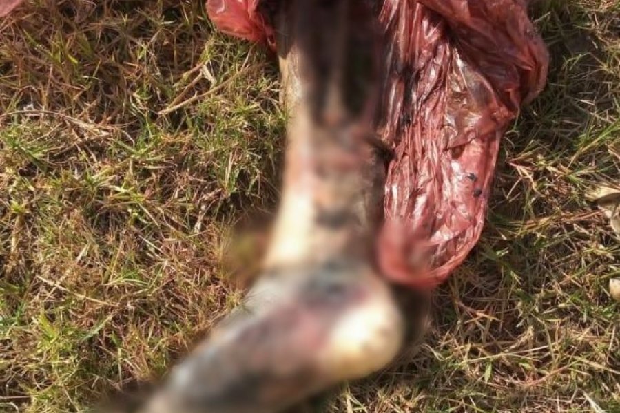 Encontraron una pierna humana en Bella Vista