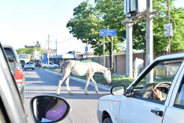 Caballos llegan al hospital veterinario en estado crítico por comer bolsas de basura