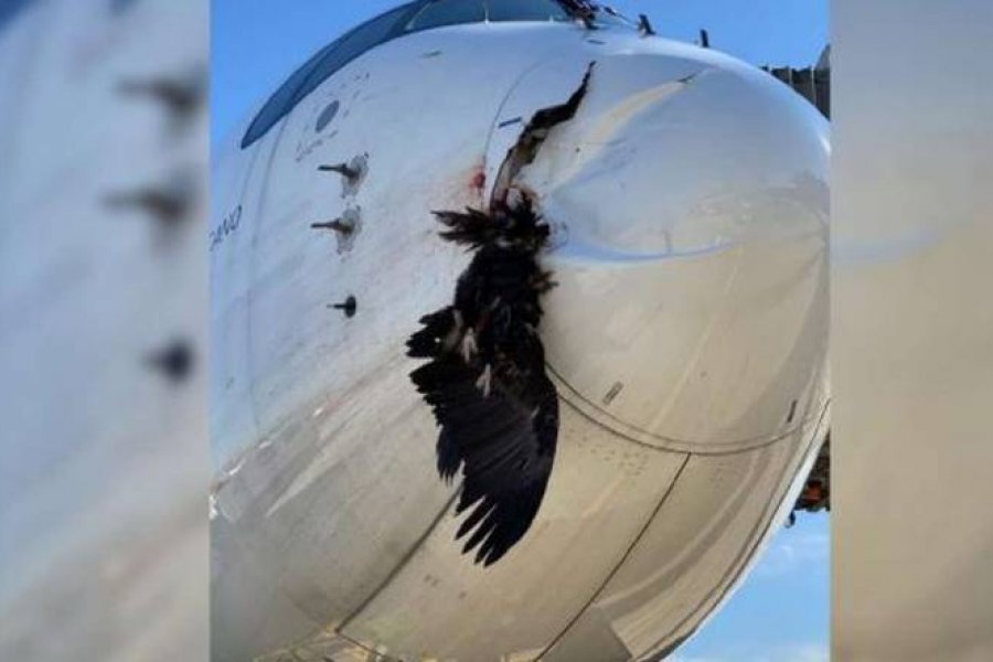 Un buitre impactó contra un avión antes de aterrizar y la foto se hizo viral