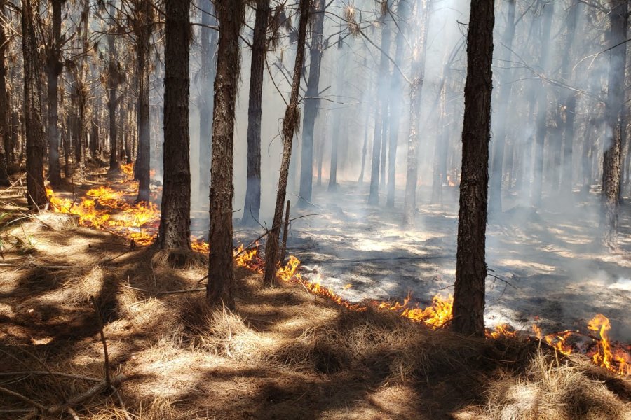 Incendio forestal en Villa Olivari con 200 hectáreas afectadas