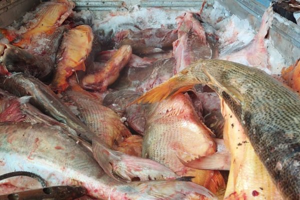 Golpe a la depredación en Corrientes: incautaron más de 2000 kilos de pescado