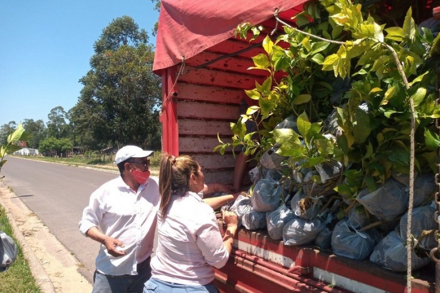 Plan Limón: La distribución de plantines continuó por San Roque y Mantilla