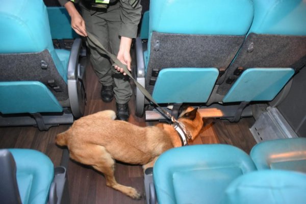 Corrientes: Trasladaban cuatro paquetes con marihuana a bordo de un ómnibus