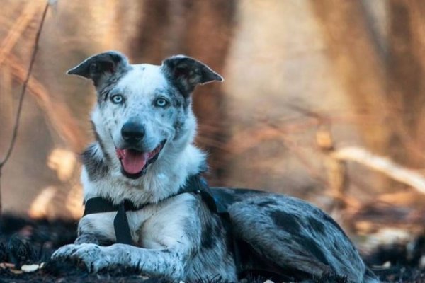 Premiaron a un perro rescatista por salvar a más de 100 koalas heridos de incendios