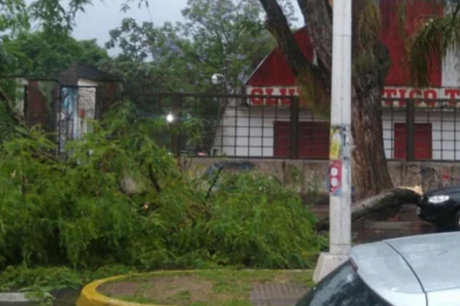 Cayó un árbol cerca de autos estacionados en avenida Vera