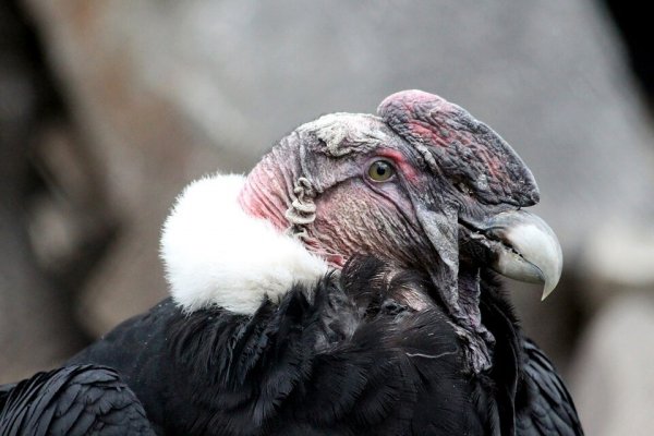 Dos cóndores hembras fueron capaces de reproducirse sin necesidad de aparearse con un macho