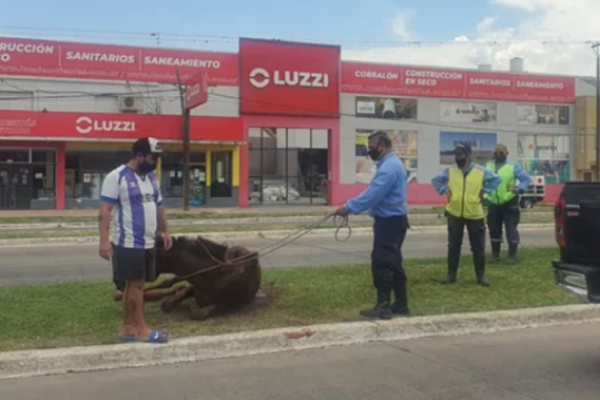 Preparan una marcha en contra de los carros tirados por caballos en Corrientes