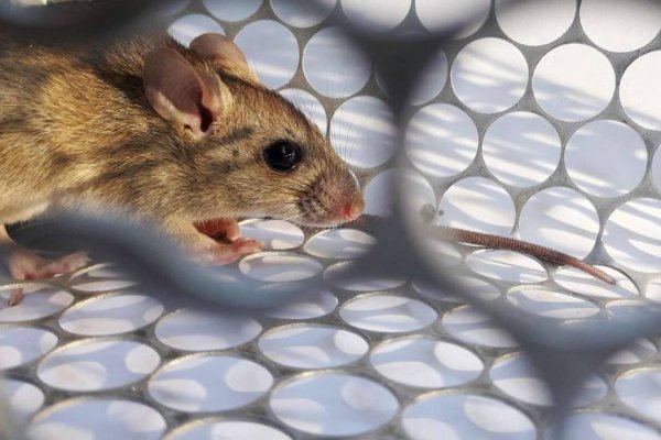 Una mujer murió de hantavirus en Tucumán