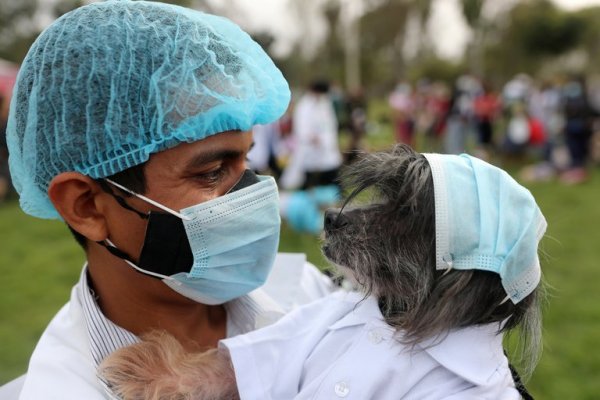 Estudian cómo la variante alfa de COVID-19 genera miocarditis grave en perros y gatos