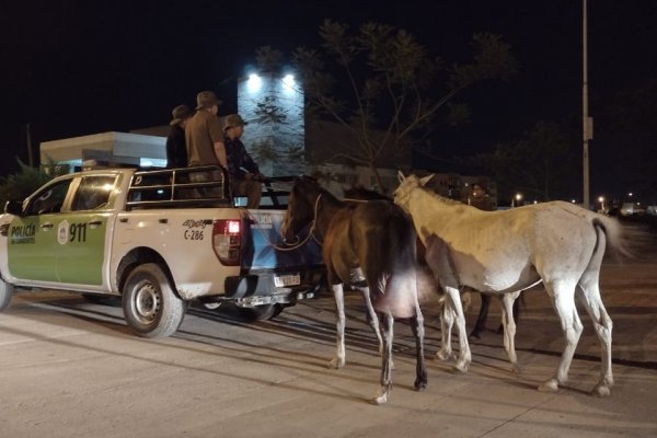 Retiran de la vía pública 16 caballos deambulando sueltos