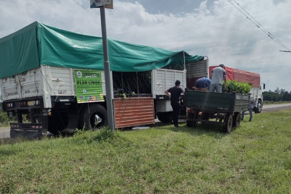 El Plan Limón llegó a Loreto con más plantines y herramientas para los pequeños productores