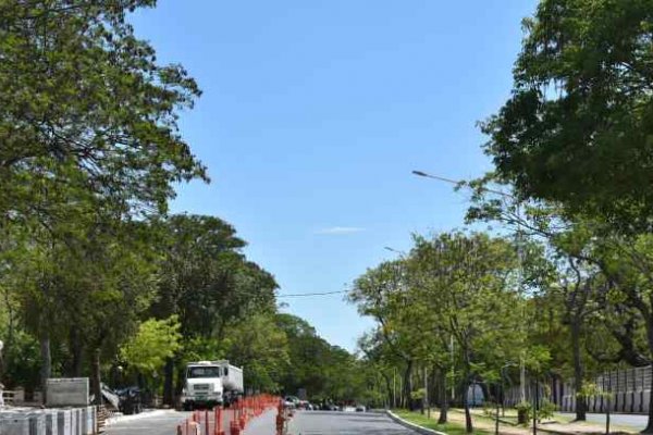 Plantarán 500 árboles nativos en la costanera de Corrientes