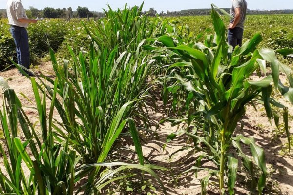 Proyecto Semilleros: monitorean los primeros brotes de pasturas en Santa Rosa y Saladas