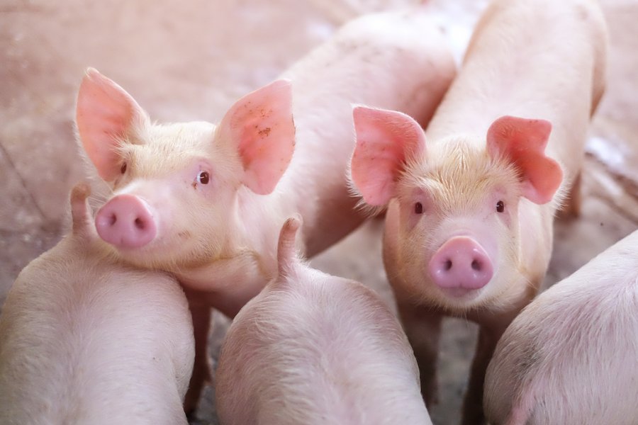 Argentina declaró el alerta sanitaria por el avance de la Peste Porcina Africana
