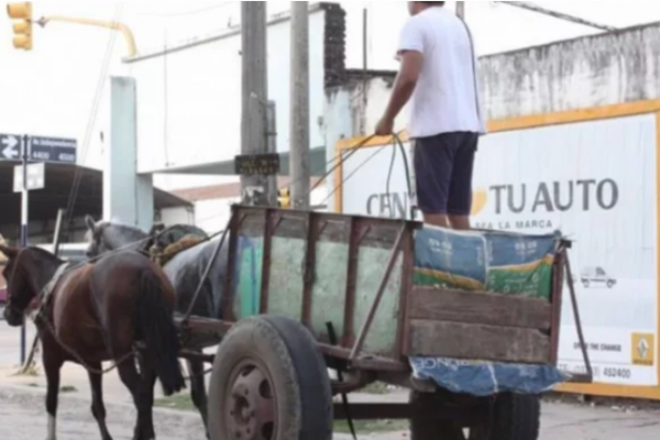 Marcha en contra de la tracción a sangre: Más de 100 rescates de caballos por año