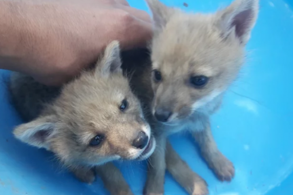 Rescató en la ruta a dos cachorros de zorro encerrados en una bolsa