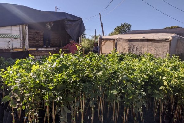 Plan Limón: Saladas sigue sumando pequeños productores y trabajo genuino a su cuenca