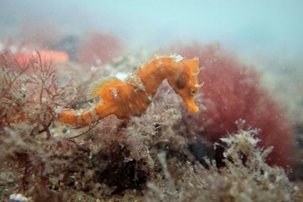 Gracias a la pandemia creció la población del hipocampo patagónico en las costas de Río Negro