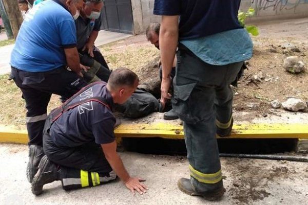 Banfield: Tras 20 horas de trabajo, salvaron a un perrito que estaba atrapado en una alcantarilla