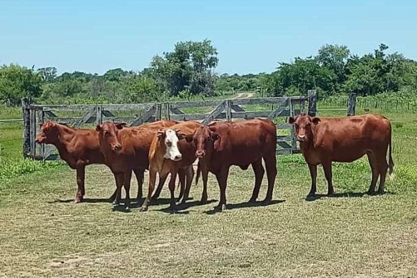 Recuperaron animales vacunos sustraídos de un establecimiento ganadero