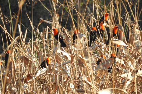 Identifican aves y mamíferos para un nuevo Parque Nacional en el Chaco