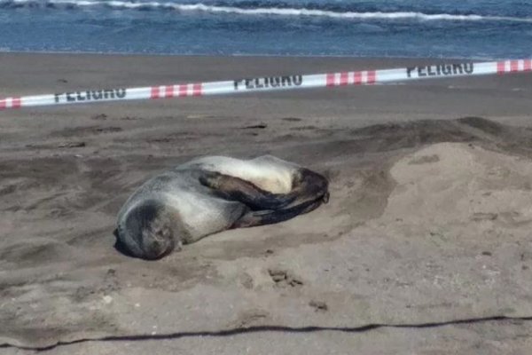 Jaurías matan a lobos marinos