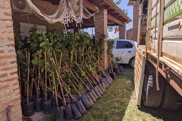 Plan Limón: Se descargaron casi 3.000 plantines en algunas zonas del Interior