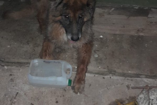 Policías salvaron a un perro que se estaba ahogando en una zanja