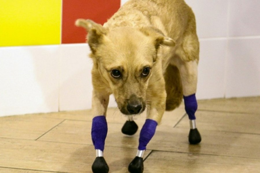 Rescataron a una perra, le pusieron cuatro prótesis en las patas y volvió a caminar