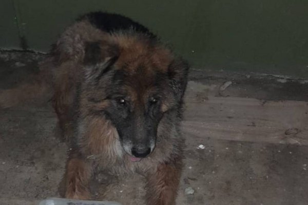 Policías rescataron a un perro que se estaba ahogando en una zanja