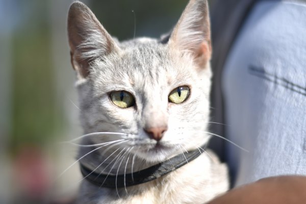 Mascotas Saludables aumentó casi un 30% su presencia en los barrios