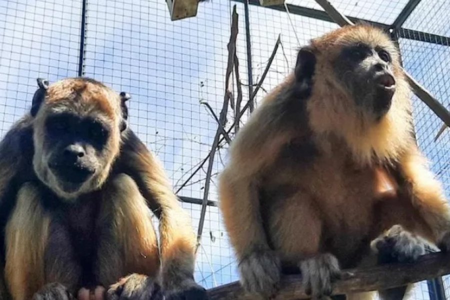 Las crías huérfanas de mono Carayá, a un paso de retornar a su ambiente natural