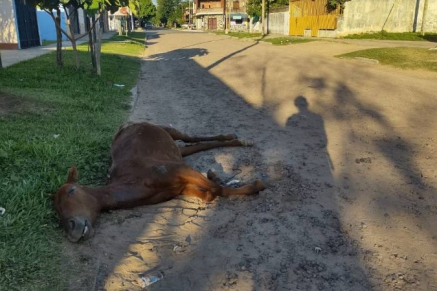 Carreros abandonaron un caballo agonizando en el barrio Laguna Seca