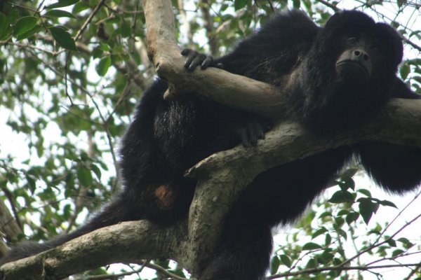 Se inaugura exposición sobre Carayá y Medio Ambiente en la Legislatura