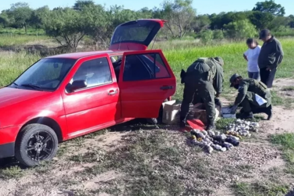 Chaco: Decomisaron 35 tortugas, 126 sapos, yacarés y víbora