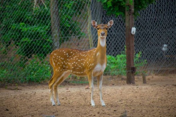 Robaron y mataron a tres ciervos de un parque ecológico para hacer un asado