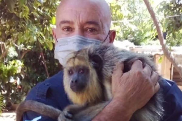 Rescataron y liberaron a un mono carayá en una reserva de Corrientes