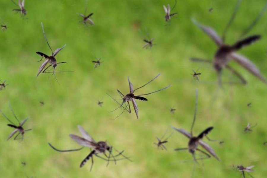 Invasión de mosquitos en Corrientes: cuáles son las razones