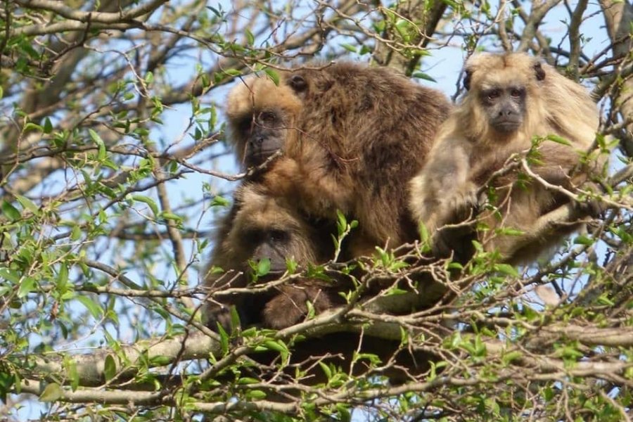 Declararon al mono aullador como Monumento Natural