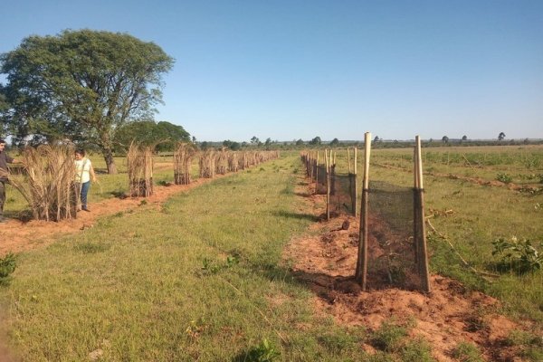 Plan Palta: se trabaja en la instalación del primer sistema de riego en un lote de Paso de los Libres